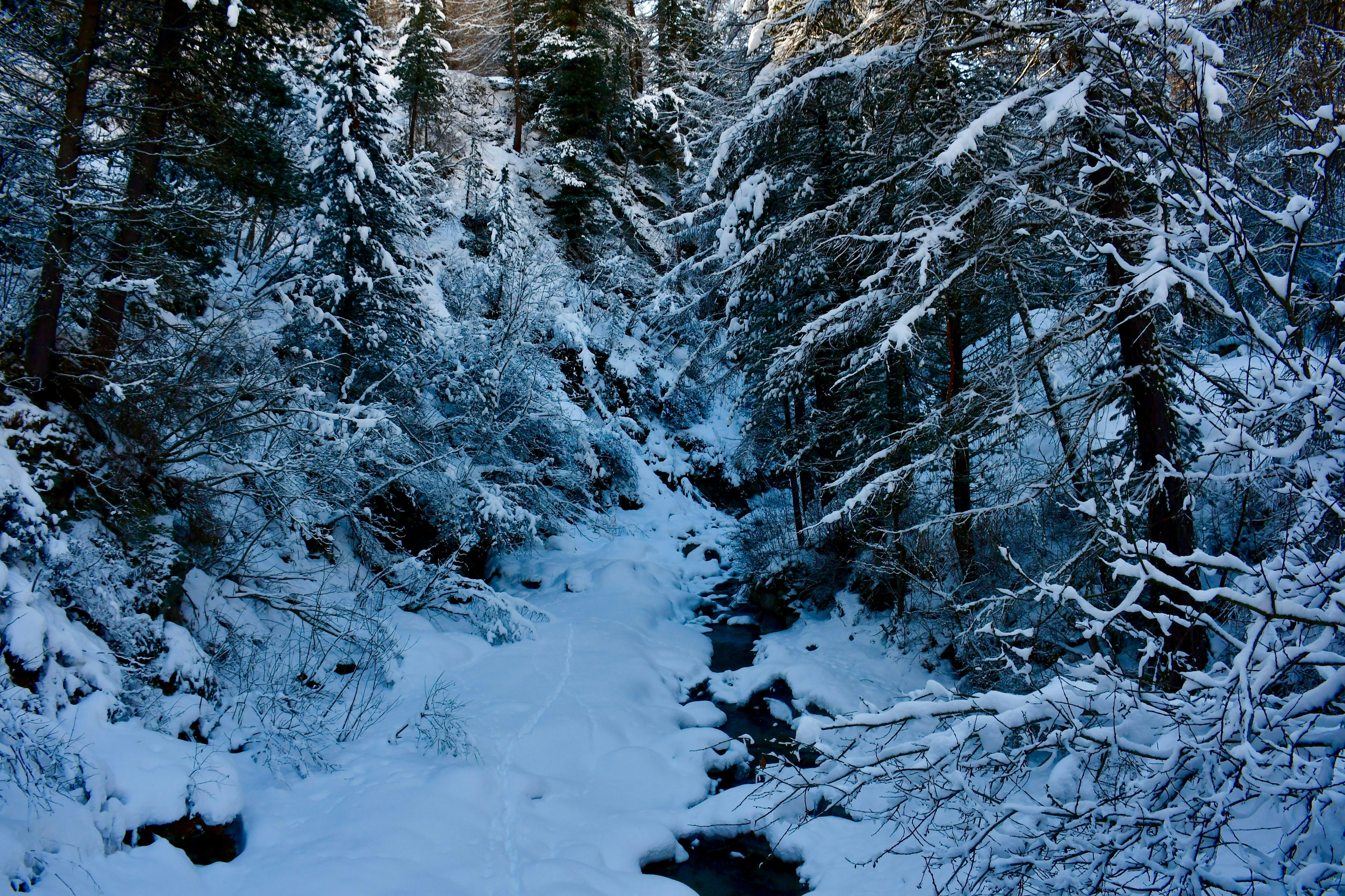 photo of green pine trees during snow season